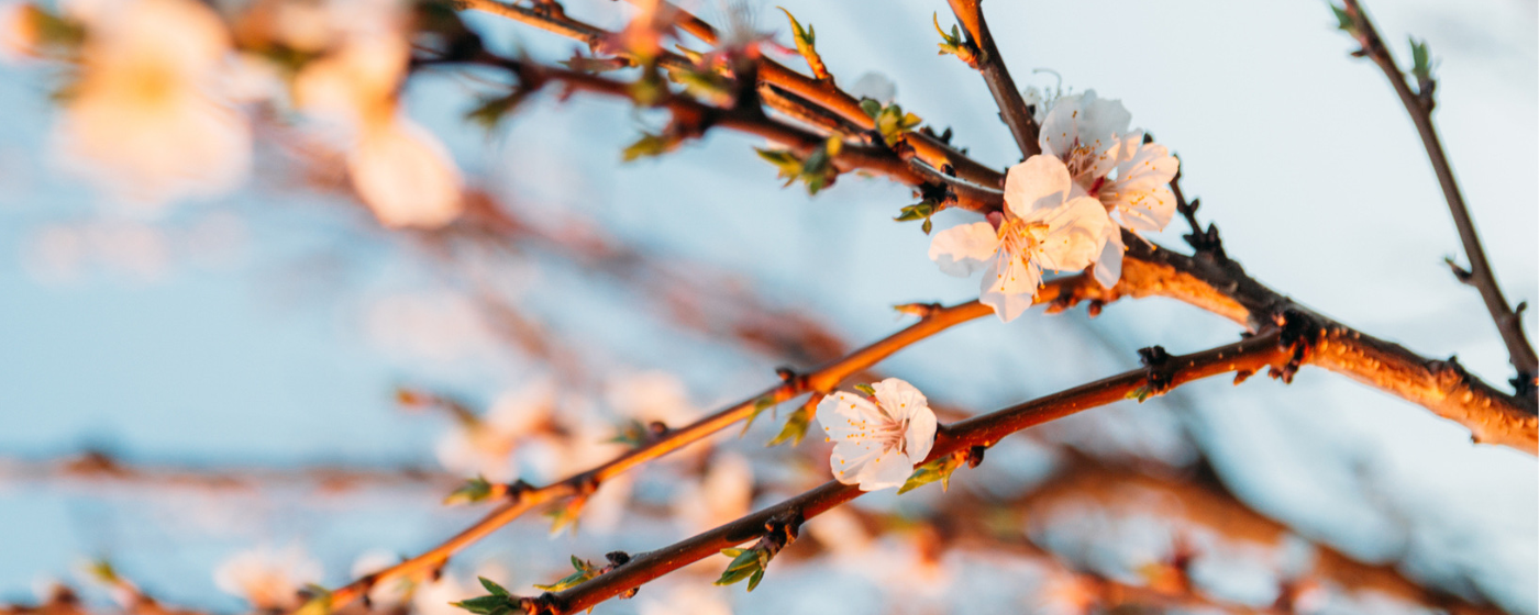 cherry blossoms in spring