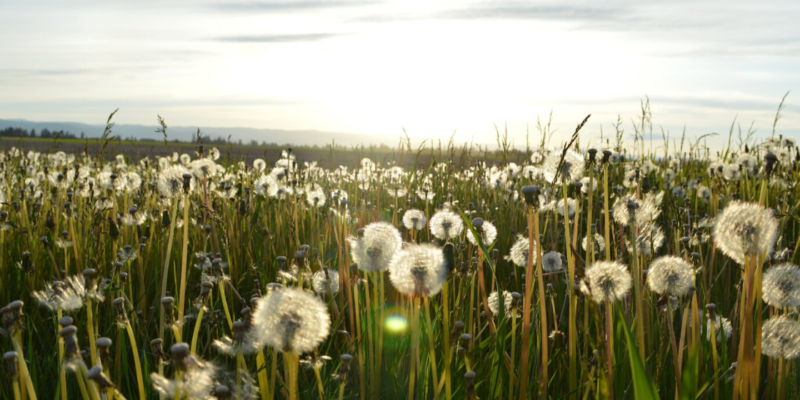 Dandelion field